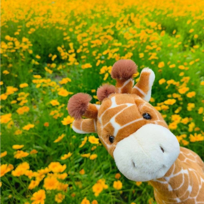 Very Soft Giraffe Plush Toy Fo - Kids Toys Very のレビューと価格